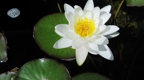 纯白色睡莲花图片